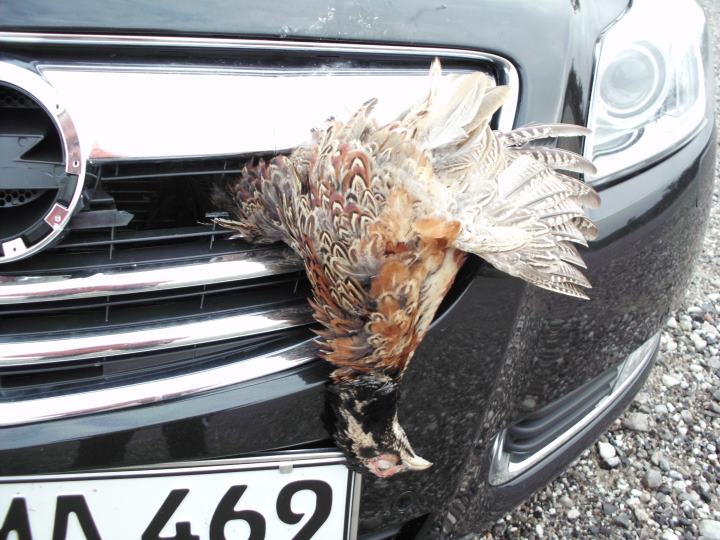 huhn.jpg